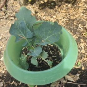 Blumenkohl 2026-06-16 12.29.